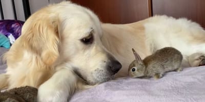 Golden retriever becomes proud mother to five baby bunnies (video)