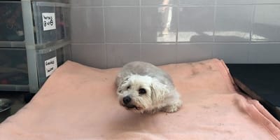 Small white dog lies in a kennel