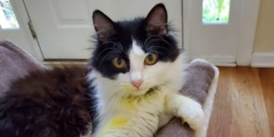Cat owners need to undertand the dangers of houseplants