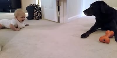 baby crawling on floor towards black labrador