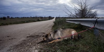 perro atado abandonado carretera