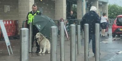 security guard sheltering golden retriever from rain with black umbrella