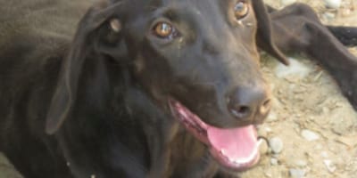 black mutt