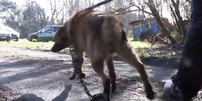 Brauner Hund an Leine, Auto im Hintergrund