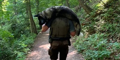Der Parkranger trägt den Schäferhund