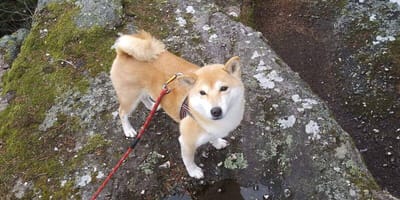 Shiba Inu Iris