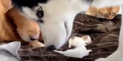 golden retrievers and husky sniffing new born kittens