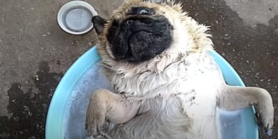 video perro raza pug durmiendo agua