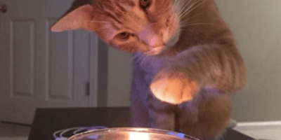 gato toca una vela