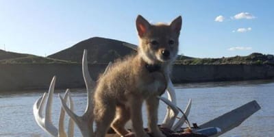 Coyote puppy on a canoe