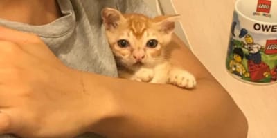 kitten with underbite held in arms