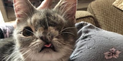 gata con deformacion