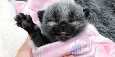 Graues Katzenbaby mit Milchfläschchen