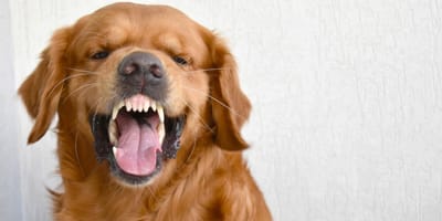 Golden Retriever zeigt die Zähne