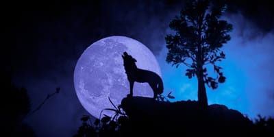 perro aullando a la luna