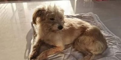 Beigefarbener Hund liegt auf Decke