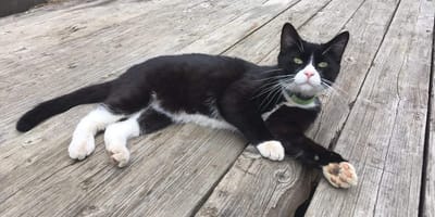 Paar lächelt in die Kamera, Katze schaut aus Box