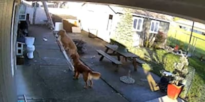 Der Hund auf der Leiter.
