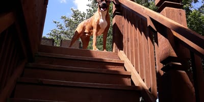 Bokser pomaga niewidomemu przyjacielowi zejść ze schodów i podbija serca internautów