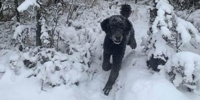 perro de color oscuro caminando sobre la nieve