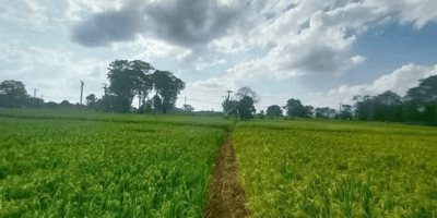 campo perro maltratado