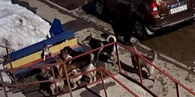 Die Hunde gehen auf die Katze los