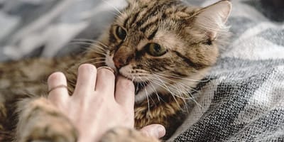 Kat bijt in de hand van zijn/haar verzorger
