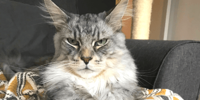 Weiße Katze sitzt auf Bett