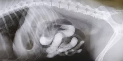 radiografia perra