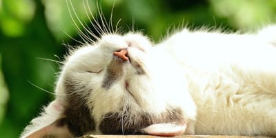 Kat geniet in de vensterbank van de zon