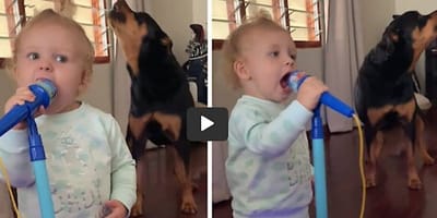 bebe y rottweiler cantando
