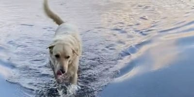 perro cruzado liandola parda en el lago