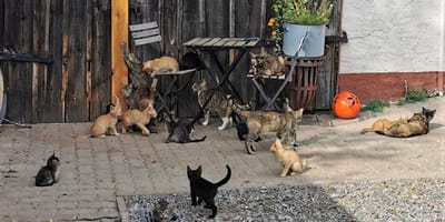 Katzen auf Hof
