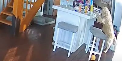 Hund steht an Essenstisch