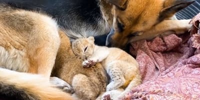 German Shepherd with cub lion