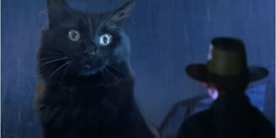 Man Replicates A Mythical Scene From Jurassic Park With His Cat Video Was Viewed A Million Times