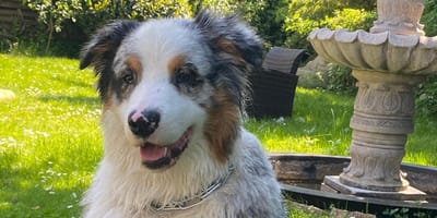 Chico wird verzweifelt gesucht.