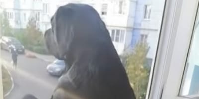 perro mirando por la ventana