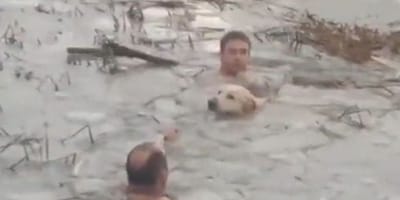 Mutige Polizisten springen in einen vereisten See, um hilflosen Hund zu retten