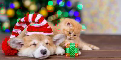 perro y gato regalo navidad