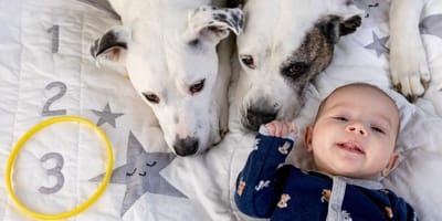 Zwei Hunde und ein Baby