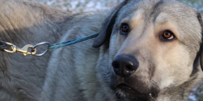 Trauriger Blick: Kangal-Mix Finnick.