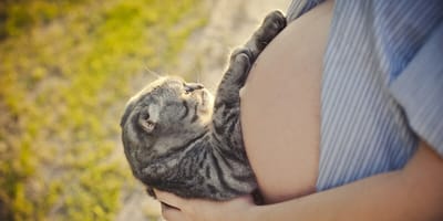 gato toca la barriga de una embarazada
