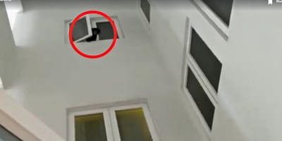 Das Tier schaut aus dem Fenster