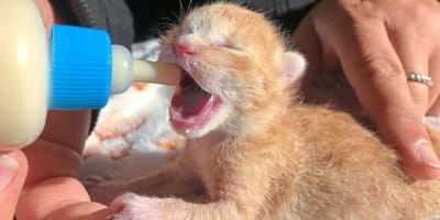 Katzenbaby bekommt das Fläschchen.