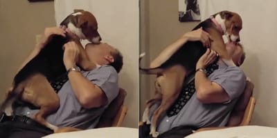 pies całuje mężczyznę