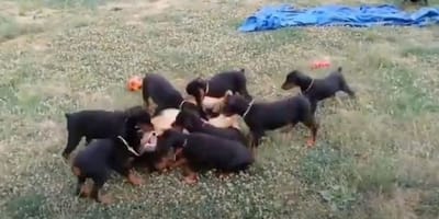 Deutscher Schäferhund und Dobermann-Welpen