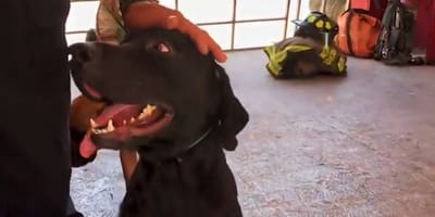 Rescue puppy grows up to be just like his 'hero' mum