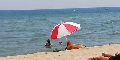 perro bajo sombrilla playa
