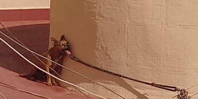 perro torrevieja atado en la terraza